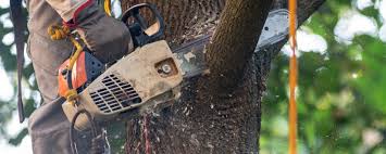 Best Tree Health Inspection  in Upper Saddle River, NJ