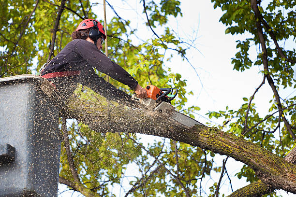 Upper Saddle River, NJ Tree Services Company